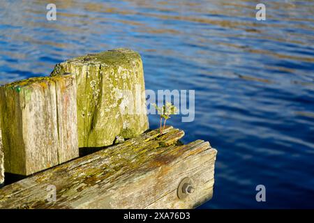 Un piccolo albero che germoglia dai tronchi di legno strutturali di un'antica banchina a Hoegset Marina, Norvegia Foto Stock