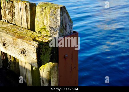 Un piccolo albero che germoglia dai tronchi di legno strutturali di un'antica banchina a Hoegset Marina, Norvegia Foto Stock