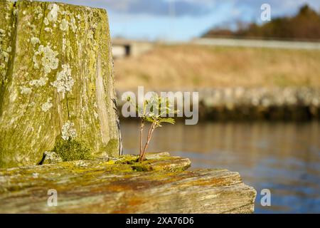 Un piccolo albero che germoglia dai tronchi di legno strutturali di un'antica banchina a Hoegset Marina, Norvegia Foto Stock