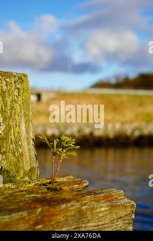 Un piccolo albero che germoglia dai tronchi di legno strutturali di un'antica banchina a Hoegset Marina, Norvegia Foto Stock