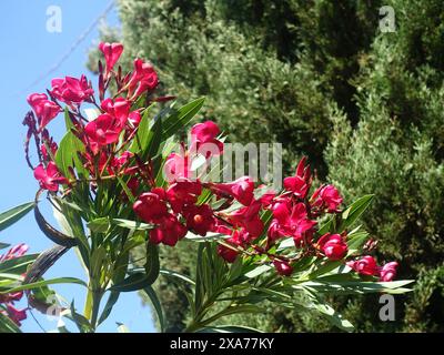 Fiori rosa con fogliame verde vicino ad alberi e linee elettriche Foto Stock