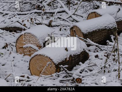 Neve accumulata sui tronchi in un ambiente innevato Foto Stock