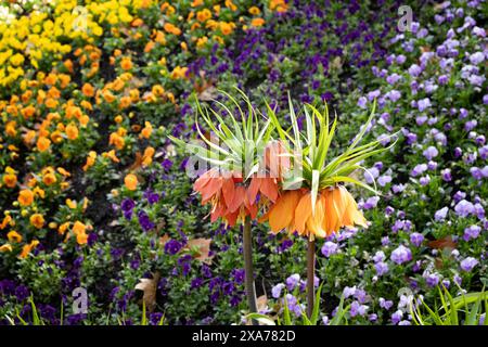 Fritillaria imperialis fiori d'arancio nei giardini del Castello di Trauttmansdorff, Merano, alto Adige, Italia, Europa Foto Stock