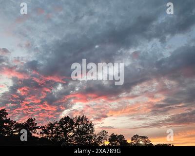Sagoma di alberi su un vivace cielo al tramonto con sfumature blu e arancio Foto Stock