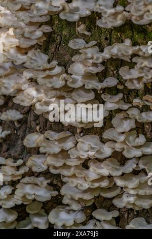Uno shot verticale di un ammasso di funghi che cresce su un grande tronco di cipressi in Florida Foto Stock