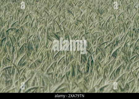 Campo di mais verde alla luce del sole durante il giorno Foto Stock