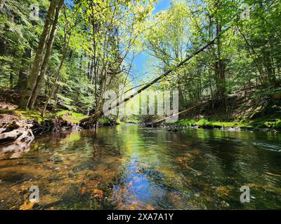 Un piccolo torrente si snoda attraverso una foresta limpida Foto Stock