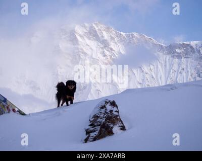 Un cane nero e marrone sulla cima innevata Foto Stock