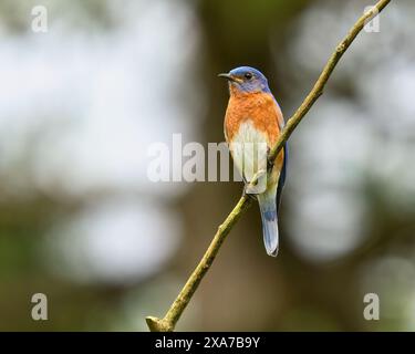 Un maschio Eastern Bluebird arroccato su un ramoscello a dover, Tennessee. Foto Stock