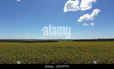 Fiori di girasoli luminosi che fioriscono in un campo senza nuvole Foto Stock