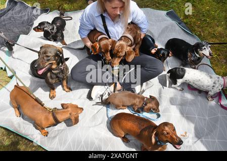 PRODUZIONE - 30 maggio 2024, Sassonia, Bad Düben, Eilenburg: Alla riunione mensile degli uomini e delle donne del gruppo di Bad Düben, una donna siede su una coperta con molte dachshund durante una pausa. Circa 50 amanti dei cani della zona di Bad Düben si incontrano con i loro diversi tipi di dachshund, noti anche come dachshunds o dachshunds nella zona di caccia, per fare una passeggiata insieme, fare un picnic o partecipare ad eventi. Uno dei dachshund a pelo corto o lungo in molte varianti di colore è il dachshund "Hector" di Eilenburg, che ha già recitato come una piccola star del cinema nel film Foto Stock