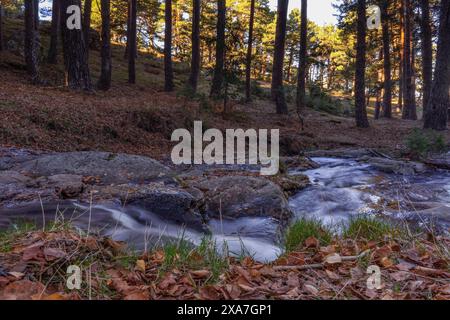 Il flusso di acqua cristallina scorre attraverso una foresta ricoperta di foglie. Foto Stock