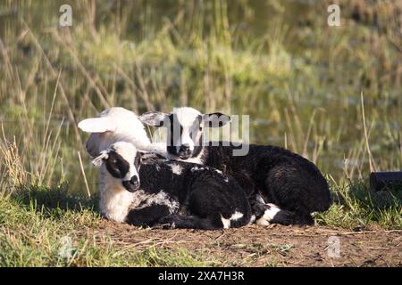 Un colpo di tre pecore che riposano insieme su un fango erboso vicino a uno stagno Foto Stock