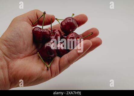 Mano che tiene le ciliegie fresche con i gambi Foto Stock