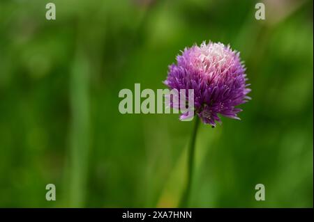 Primo piano di un vivace fiore di allium viola che fiorisce su uno stelo verde Foto Stock