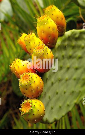 Un primo piano di frutti di cactus di fico d'India Foto Stock