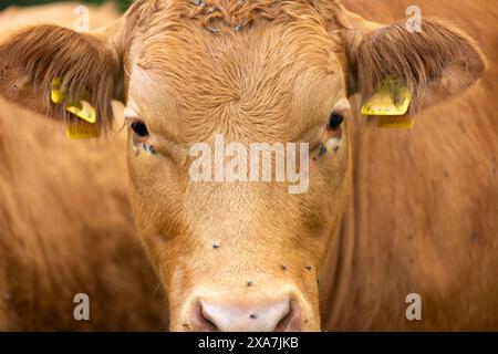 Primo piano del volto di una mucca con cartelli auricolari gialli Foto Stock