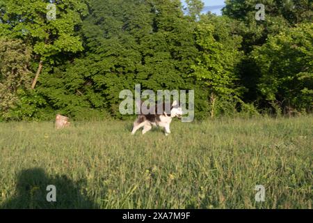 Un cane husky marrone e bianco che cammina in una zona verde lussureggiante Foto Stock