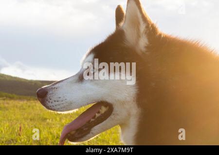 Un cane bianco e nero con la lingua fuori contro un paesaggio verde Foto Stock