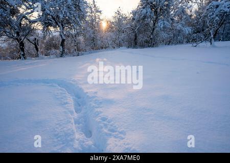 Impronte nella neve accanto agli alberi con il sentiero sulla destra Foto Stock