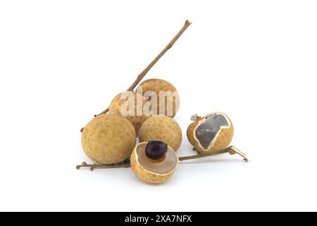 Frutti longan sul ramo, uno dei frutti è aperto, mostrando il suo seme nero all'interno, frutto dell'occhio di drago o bao longan Foto Stock