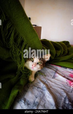 Un gatto che sbircia da sotto coperte verdi su un letto Foto Stock