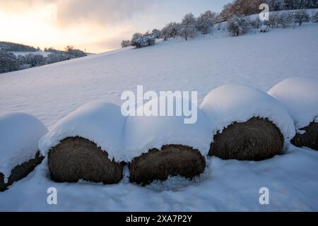 Balle di fieno innevate in un campo invernale Foto Stock