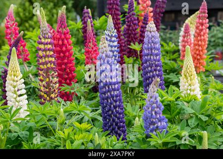 Lupinus. Colorata mostra Lupin a maggio Foto Stock