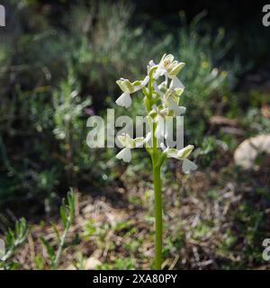 Orchidea siriana con ali verdi in fiore bianco (Anacamptis morio ssp. Syriaca), in habitat naturale a Cipro Foto Stock