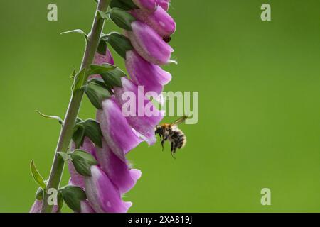 raduno di api da un fiore di foxglove all'aperto. Laghi di Lackford. Foto Stock