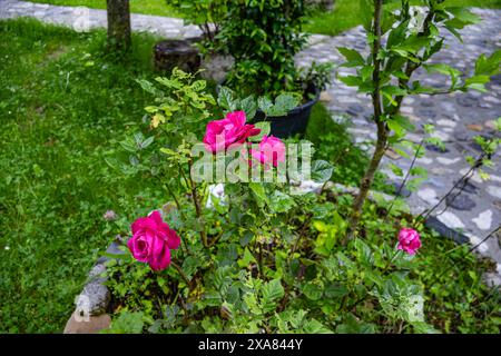 Red Rose Garden Foto Stock