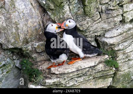 Un paio di pulcinelle che si legano su una sporgenza a Bempton Cliffs Foto Stock