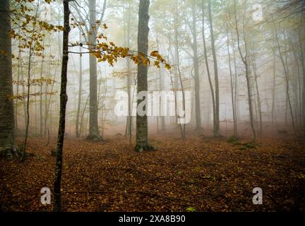 Un piccolo faggio snello, in primo piano, contro la faggeta autunnale, nella nebbia, Monte Amiata, Siena, Toscana, Italia Foto Stock