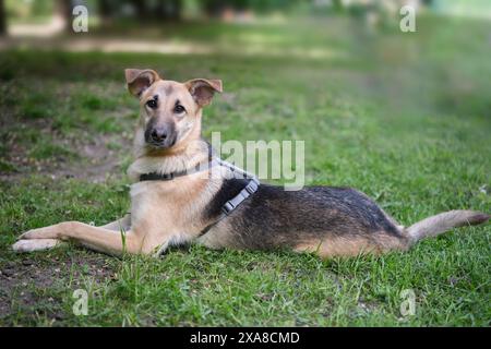 Cane di razza mista che posa splendidamente per scattare foto, adagiato su uno sfondo di erba verde. Cane simpatico e divertente che guarda la fotocamera foto di alta qualità Foto Stock