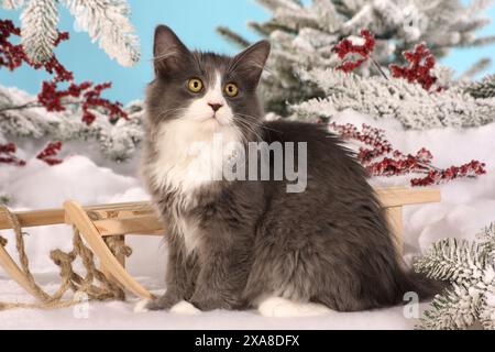 Gatto della foresta siberiana. Gattino seduto nella neve Foto Stock