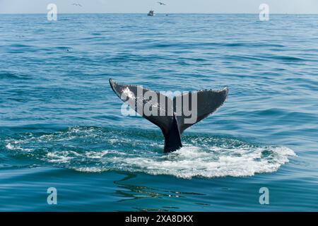 Megattere nella riserva marina nazionale di Stellwagen Bank. Cape Cod, Massachusetts, Stati Uniti d'America Foto Stock