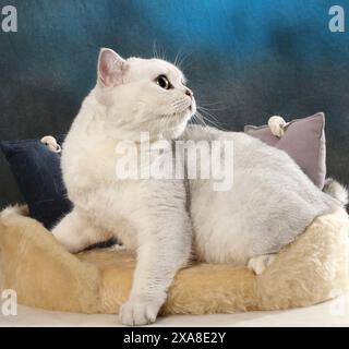 Diritto scozzese. Un gatto adulto (ombreggiato in argento nero) steso su un letto per animali con due cuscini Foto Stock