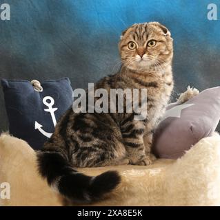 Stile scozzese. Un gatto adulto (tabby nero blotched) seduto accanto a un cuscino con motivo di ancoraggio Foto Stock