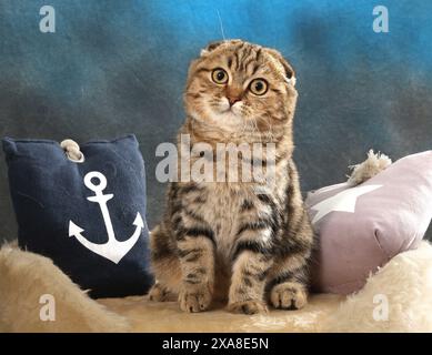 Stile scozzese. Un gatto adulto (tabby nero blotched) seduto accanto a un cuscino con motivo di ancoraggio Foto Stock