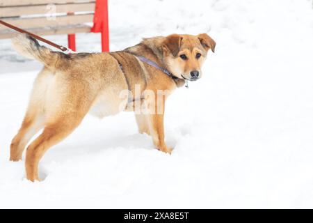 Un cane bruno, forse un animale carnivoro da lavoro, sta in piedi su un guinzaglio nella neve. Sembra essere un cane da compagnia, che indossa un collare come animale domestico Foto Stock