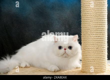 Gatto persiano. Adulto bianco disteso accanto a un palo graffiante Foto Stock