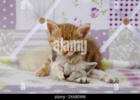 Gatto domestico. Due gattini (di 5 settimane, tabby rosso e punto tabby) dormono su una coperta Foto Stock