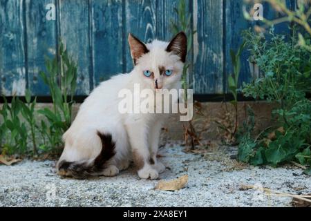 Gatto domestico, gattino da strada (10 settimane di età, tortie point bianco) seduto davanti alla porta di un fienile Foto Stock