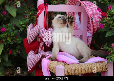 Gatto siamese/Cat tailandese Gattino (7 settimane di età, punto di foca) che gioca su una piccola sedia in giardino Foto Stock