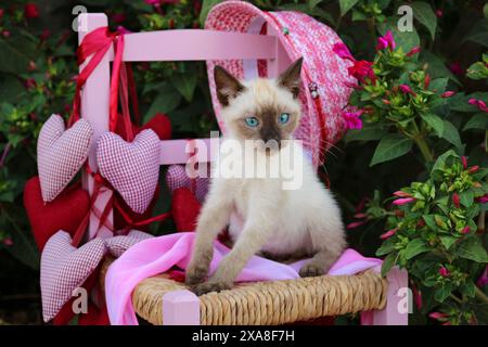Gatto siamese/Cat tailandese Gattino (7 settimane di età, punto di foca) seduto su una piccola sedia in giardino Foto Stock