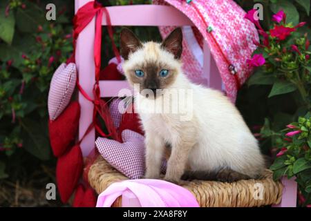 Gatto siamese/Cat tailandese Gattino (7 settimane di età, punto di foca) seduto su una piccola sedia in giardino Foto Stock