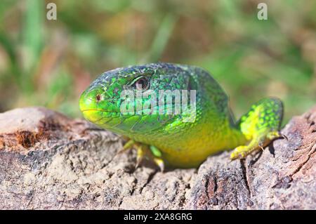 Lucertola verde, lucertola smeraldo (Lacerta viridis) sulla radice di una vite. Germania Foto Stock