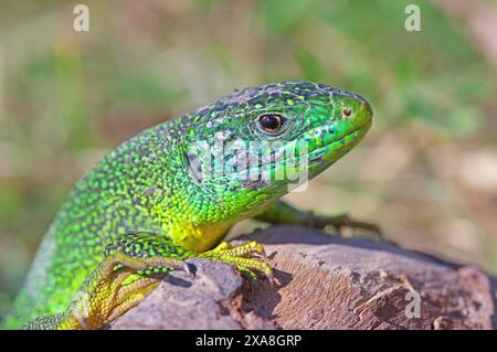 Lucertola verde, lucertola smeraldo (Lacerta viridis) sulla radice di una vite. Germania Foto Stock