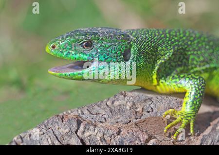 Lucertola verde, lucertola smeraldo (Lacerta viridis) sulla radice di una vite. Germania Foto Stock