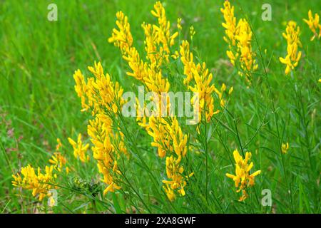 Scopa tintoria, tintori di erba verde (tintoria genista), cespuglio fiorito. Germania Foto Stock